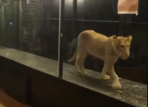 Θύελλα αντιδράσεων στην Κωνσταντινούπολη για καφετέρια που διατηρούσε λιοντάρι ως ζωντανό «έκθεμα»