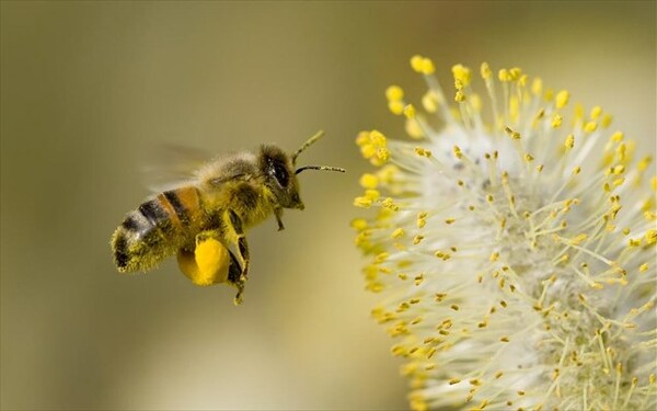 Παγκόσμια ημέρα μέλισσας - Γιατί είναι τόσο σπουδαία