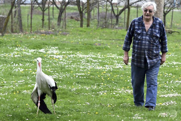 Αυτός ο πελαργός ταξιδεύει κάθε χρόνο 14.500 χλμ. για να δει το ταίρι του που δεν μπορεί να πετάξει