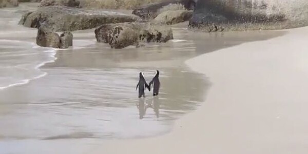 Το βίντεο με τους πιγκουίνους να κρατιούνται «χέρι-χέρι» έχει επιστημονική εξήγηση