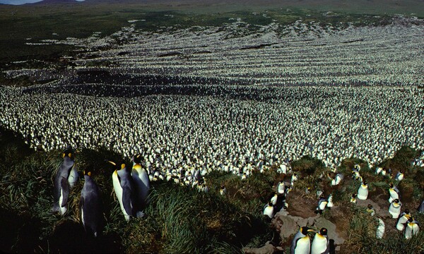 Η μεγαλύτερη αποικία βασιλικών πιγκουίνων κινδυνεύει με αφανισμό