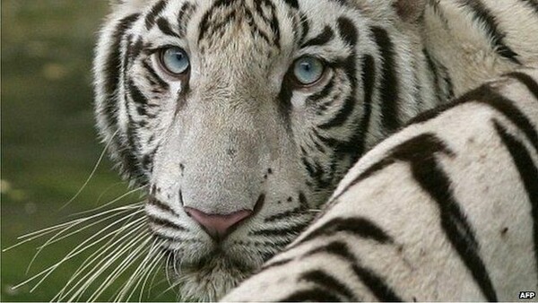Σπάνια, λευκή τίγρη κατασπάραξε υπάλληλο σε ζωολογικό κήπο της Ιαπωνίας