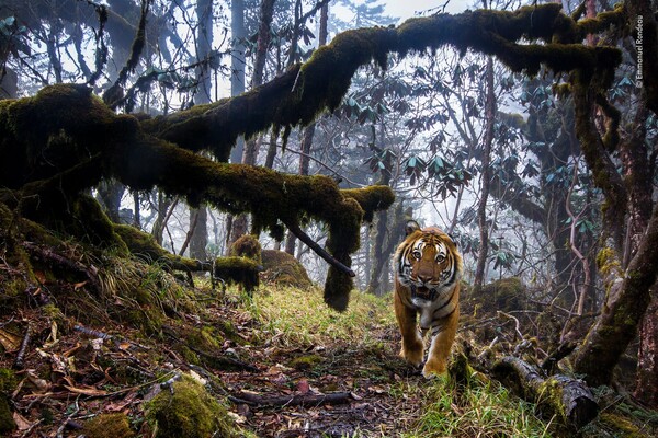 14 καταπληκτικές φωτογραφίες άγριας φύσης στο Wildlife Photographer Of The Year 2018