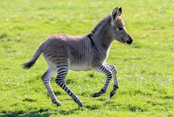 Γεννήθηκε σπάνιο Zonkey: Το μωρό μιας ζέβρας και ενός γαϊδάρου