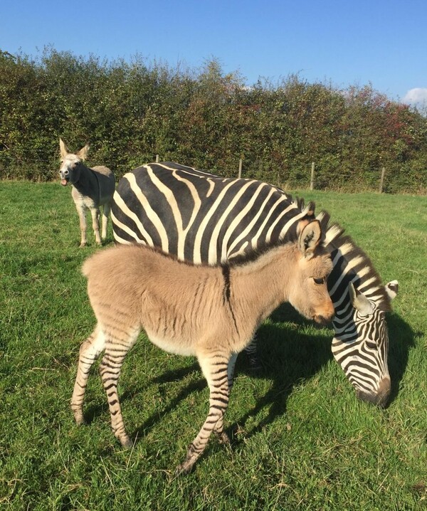 Γεννήθηκε σπάνιο Zonkey: Το μωρό μιας ζέβρας και ενός γαϊδάρου