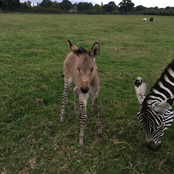 Γεννήθηκε σπάνιο Zonkey: Το μωρό μιας ζέβρας και ενός γαϊδάρου