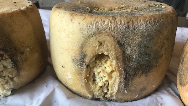 Σαρδηνία: Πρόστιμα ως και 50 χιλ. ευρώ σε όσους πωλούν το casu marzu, το πιο επικίνδυνο τυρί στον κόσμο
