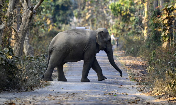 Ελέφαντες στην Κένυα αντιμετωπίζουν μια νέα απειλή, τα αβοκάντο