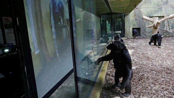 Χιμπατζήδες από δυο ζωολογικούς κήπους κάνουν Zoom μεταξύ τους κάθε μέρα