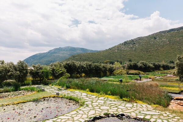 Καλλιεργώντας νούφαρα, λωτούς και ίριδες στο Μαραθώνα