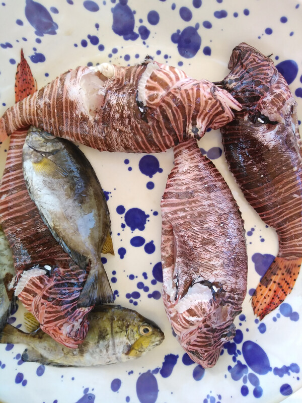 «Φά’ το πριν τα φάει» - Στη Σαντορίνη μαγείρεψαν ξενικά είδη ψαριών που έχουν εισβάλει στη Μεσόγειο