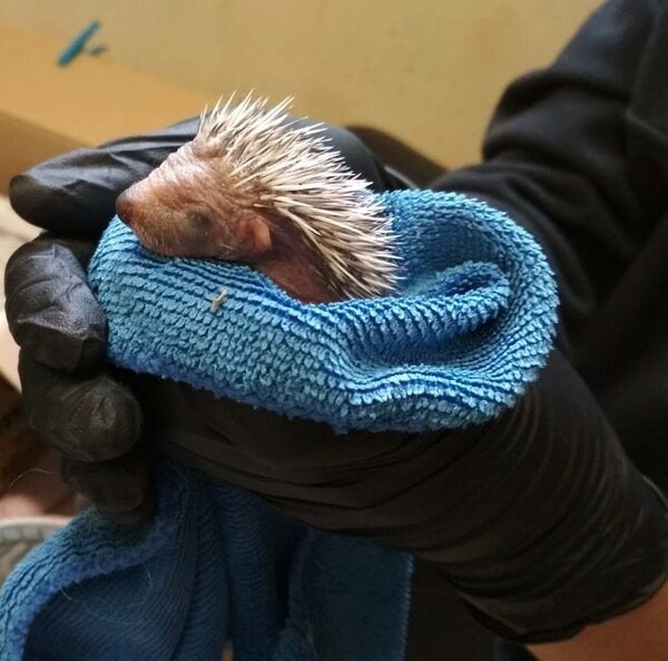 Ένα μοναδικό κέντρο περίθαλψης άγριων ζώων στη β. Ελλάδα που λειτουργεί από εθελοντές