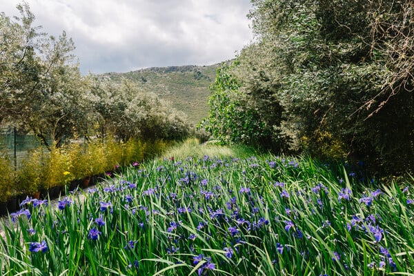 Καλλιεργώντας νούφαρα, λωτούς και ίριδες στο Μαραθώνα