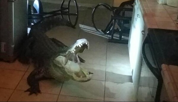 Τεράστιος αλιγάτορας εισέβαλε στην κουζίνα σπιτιού