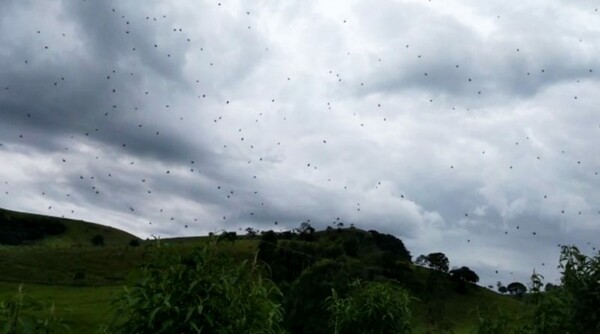 Περίεργο φαινόμενο - Ο ουρανός σε περιοχή της Βραζιλίας γέμισε αράχνες