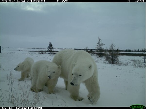 Τρία είδη αρκούδας μαζί για πρώτη φορά - Η ανησυχία πίσω από μια φαινομενικά αθώα συνύπαρξη