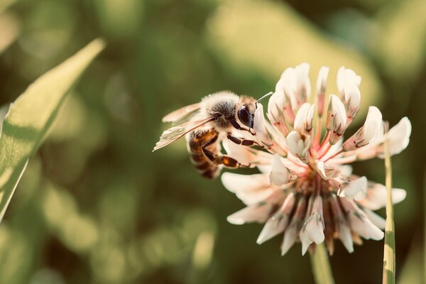 Οι αστικοί μελισσόκηποι της Αθήνας
