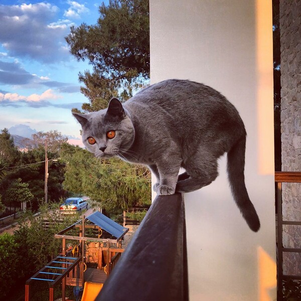 30 νέες φωτογραφίες απ' τα τέλεια ζώα των αναγνωστών μας #24