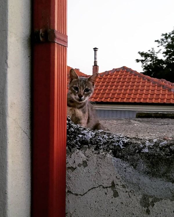 10 νέες φωτογραφίες απ' τα τέλεια ζώα των αναγνωστών μας #56