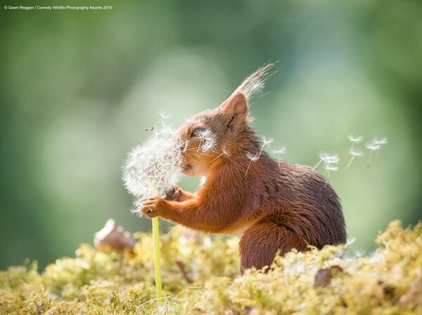 Οι πιο αστείες φωτογραφίες της άγριας φύσης από τον διαγωνισμό Comedy Wildlife Photography Award
