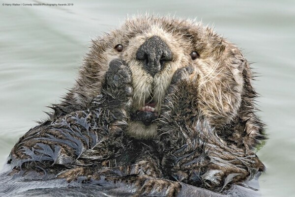 Οι πιο αστείες φωτογραφίες της άγριας φύσης από τον διαγωνισμό Comedy Wildlife Photography Award