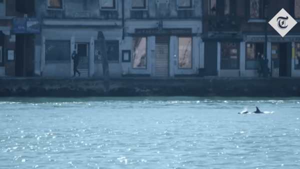 Δελφίνια σε κανάλι της Βενετίας- Έκαναν μια σπάνια, σύντομη εμφάνιση