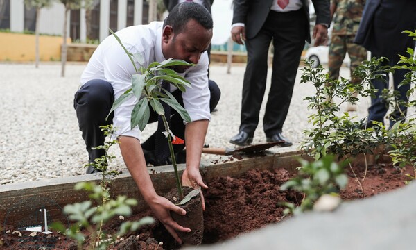 Στην Αιθιοπία φύτεψαν 350 εκατομμύρια δένδρα σε μια μέρα
