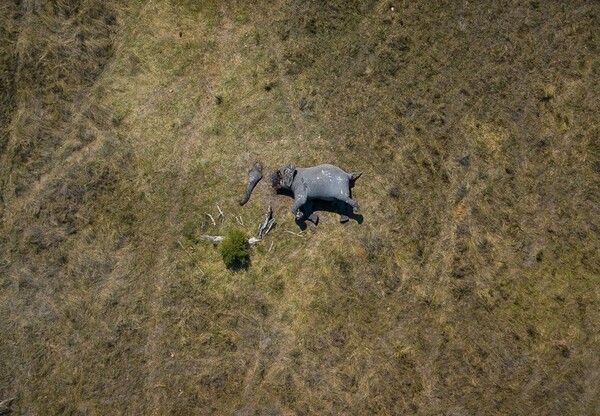 Άνθρωπος εναντίον ελεφάντων - Μια συνταρακτική εικόνα από τη σφαγή στην Αφρική