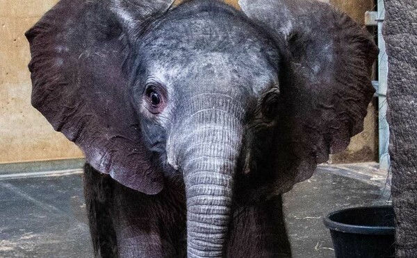 Τέλος η πώληση άγριων ελεφάντων σε ζωολογικούς κήπους - Απόφαση της CITES