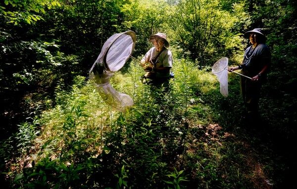 Η εξαφάνιση των εντόμων - Μια απειλή απόλυτης καταστροφής για τη Γη