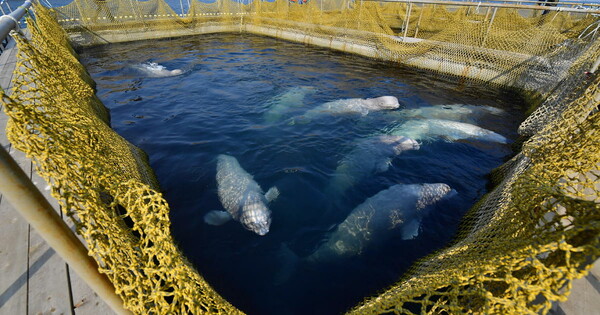 Νέα ζωή ξεκινάει για τις φυλακισμένες φάλαινες της Ρωσίας