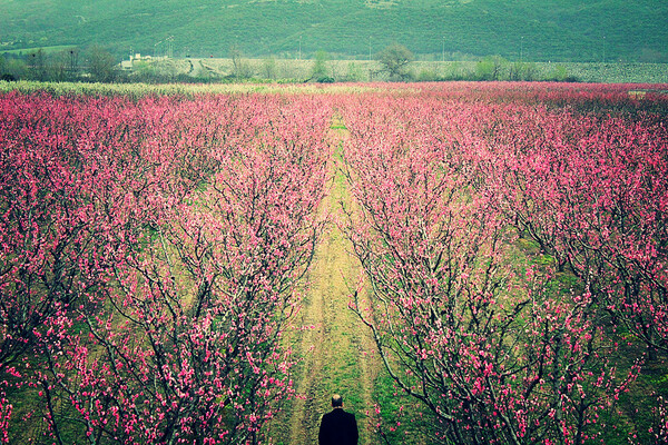 Το ελληνικό Hanami: Oι μοναδικές ανθισμένες ροδακινιές της Βέροιας