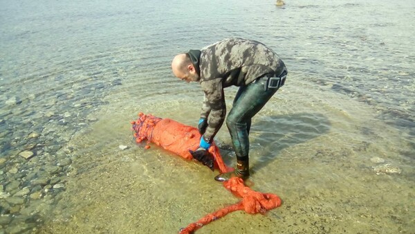 Σιθωνία: Μια νεαρή φώκια παγιδευμένη σε δίχτυα σώθηκε από έναν πολίτη