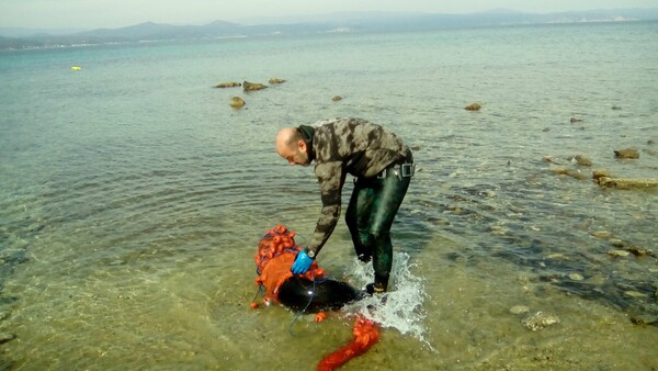 Σιθωνία: Μια νεαρή φώκια παγιδευμένη σε δίχτυα σώθηκε από έναν πολίτη