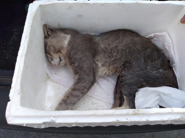 Πέθανε η γάτα που πυροβολήθηκε από Λυκειάρχη στη Λαμία