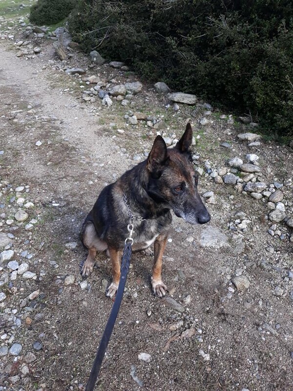 Η Αστυνομία αποχαιρετά τον Γκόραν - Στη «σύνταξη» ο αστυνομικός σκύλος ανίχνευσης ναρκωτικών