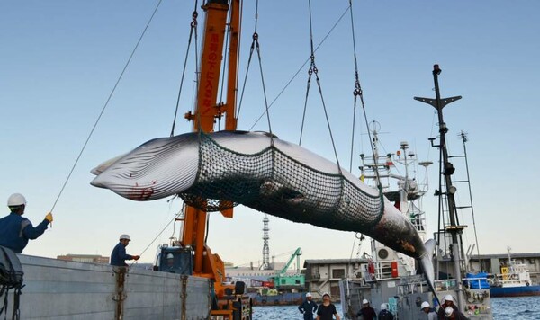 Η Ιαπωνία θα ξεκινήσει και πάλι το κυνήγι φαλαινών