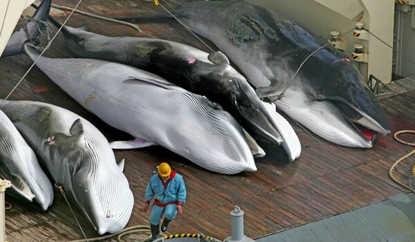 Ιαπωνία: Tην Δευτέρα θα προσευχηθούν και μετά θα σκοτώσουν φάλαινες έπειτα από 30 χρόνια απαγόρευσης