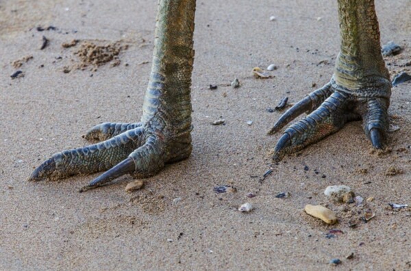 Το πόδι του πλάσματος που μπορεί να σκοτώσει με ένα χτύπημα - και δεν είναι δεινόσαυρος