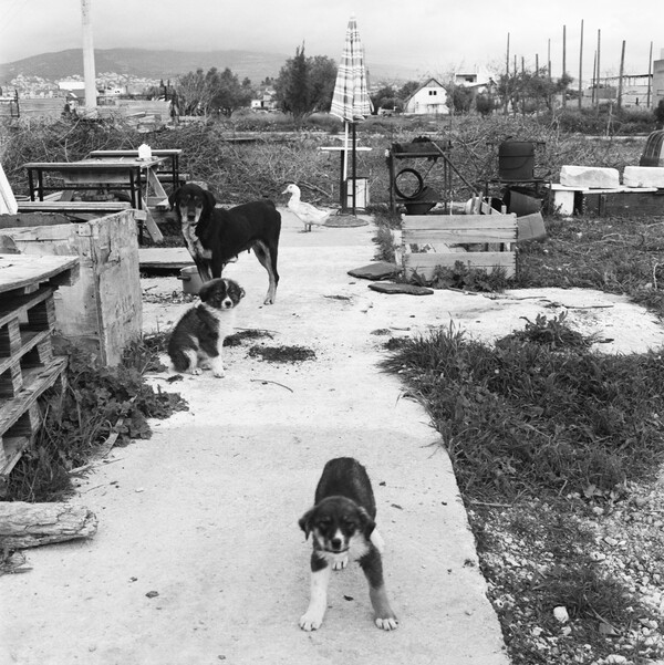 'Αγριες ανεμώνες