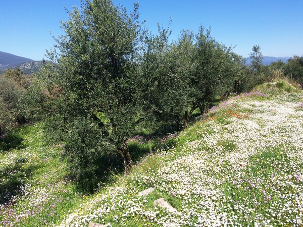 Αρχαία Μεσσήνη