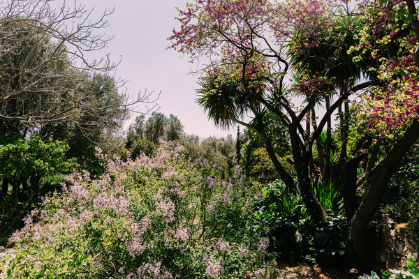 Μέσα σε έναν ονειρεμένο μεσογειακό κήπο στην Παιανία