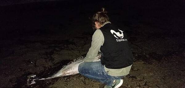Νεκρό δελφίνι βρέθηκε σε παραλία με πληγές στο σώμα του και χαραγμένο το όνομα «Juan»
