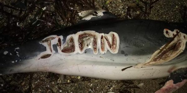 Νεκρό δελφίνι βρέθηκε σε παραλία με πληγές στο σώμα του και χαραγμένο το όνομα «Juan»