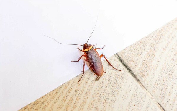 Επιδρομή από κατσαρίδες - Στη Λάρισα καταγγέλλουν σοβαρό πρόβλημα