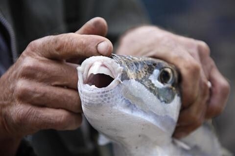 Οι λαγοκέφαλοι στην Ελλάδα - Τι συνέβη στην Κάρπαθο στο βίντεο που δείχνει ψάρι να δαγκώνει λουόμενο