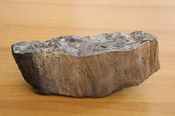 Σπάνιο απολίθωμα από την Ανταρκτική στο Μουσείο Απολιθωμένου Δάσους - Δωρεά Έλληνα της διασποράς