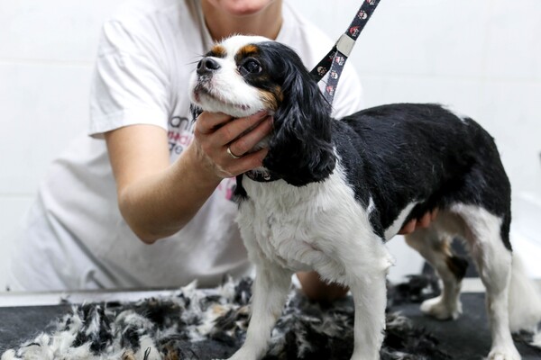Θέλει όντως ο σκύλος σου να του ισιώνεις τα μαλλιά και να του βάφεις τα νυχια;