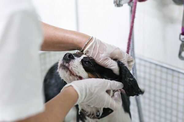 Θέλει όντως ο σκύλος σου να του ισιώνεις τα μαλλιά και να του βάφεις τα νυχια;