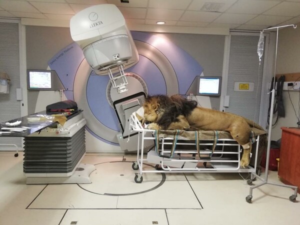 Λιοντάρι με καρκίνο ξεκίνησε θεραπεία σε κλινική ανθρώπων